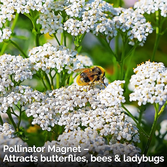 KVITER 7000 White Yarrow Seeds for Planting (Achillea Millefolium) — Perennial Flower Seeds to Plant Outside, Heirloom & Organic — Native Wildflower Seed for Herb Garden, Beds, Containers & Meadows