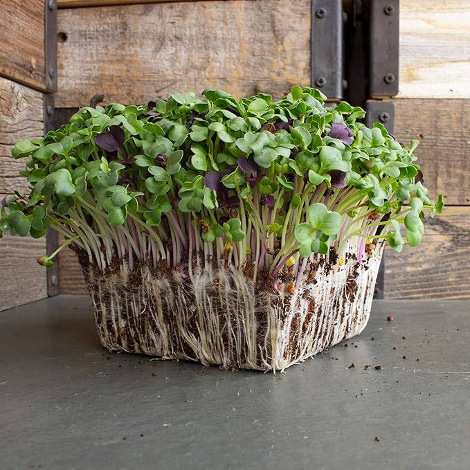 Colorful Radish Microgreens Seeds Mix - 5 Lb ~ 13375 Seeds - Colorful Blend of Radish Microgreens Including Green, Red Stem and Purple Microgreen - Grow Micro Greens