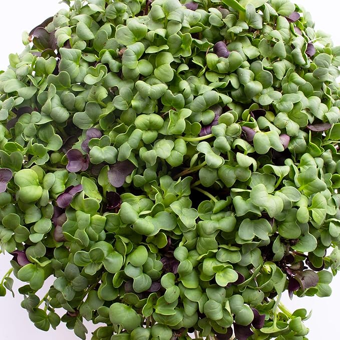 Colorful Radish Microgreens Seeds Mix - 5 Lb ~ 13375 Seeds - Colorful Blend of Radish Microgreens Including Green, Red Stem and Purple Microgreen - Grow Micro Greens