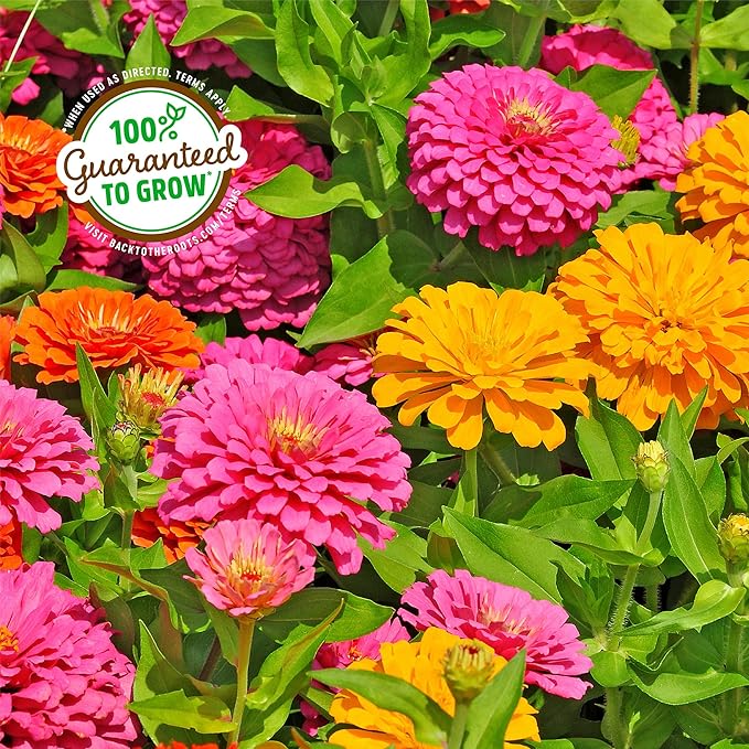 Back to The Roots Organic Zinnia Flower Grow Kit with Plantable Starting Pot Soil and Seeds