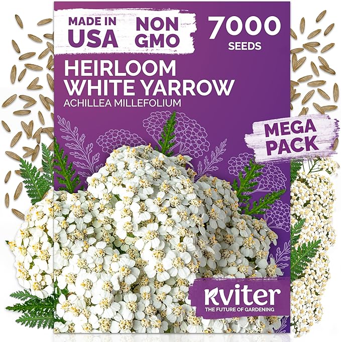 KVITER 7000 White Yarrow Seeds for Planting (Achillea Millefolium) — Perennial Flower Seeds to Plant Outside, Heirloom & Organic — Native Wildflower Seed for Herb Garden, Beds, Containers & Meadows