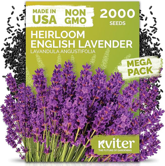 KVITER 2000 English Lavender Seeds for Planting Outdoor & Indoor (Lavandula angustifolia) – True Lavender Flowers, Heirloom Perennial, Non-GMO – Organic Herb Seeds for Outdoor Garden, Flower Beds