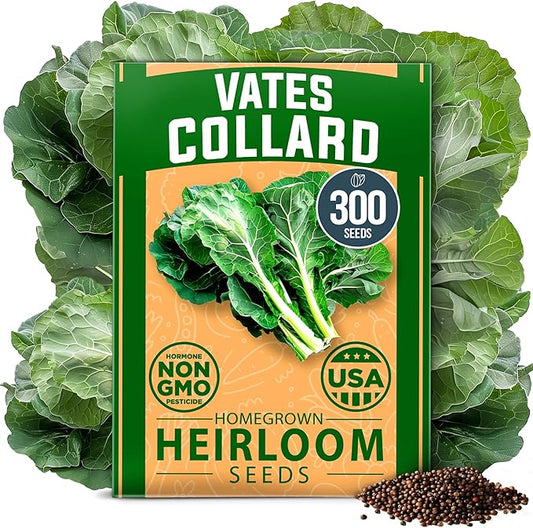 HOME GROWN Non GMO Collard Green Seeds - 300 Seeds for Fall Planting - High Germination Heirloom Vegetable Seeds, Vates Collard Greens Seed Pack (Brassica oleracea)