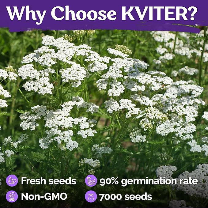 KVITER 7000 White Yarrow Seeds for Planting (Achillea Millefolium) — Perennial Flower Seeds to Plant Outside, Heirloom & Organic — Native Wildflower Seed for Herb Garden, Beds, Containers & Meadows