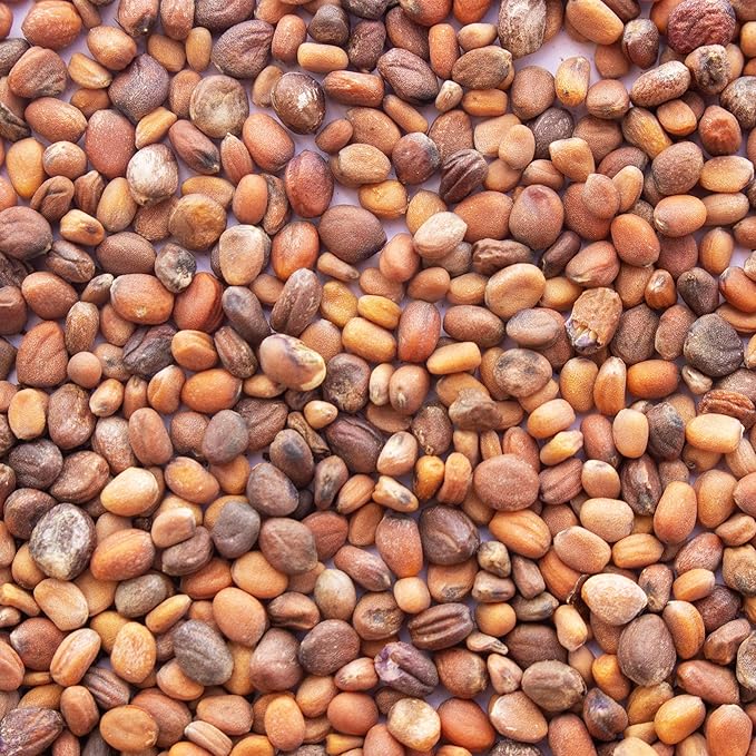 Colorful Radish Microgreens Seeds Mix - 5 Lb ~ 13375 Seeds - Colorful Blend of Radish Microgreens Including Green, Red Stem and Purple Microgreen - Grow Micro Greens