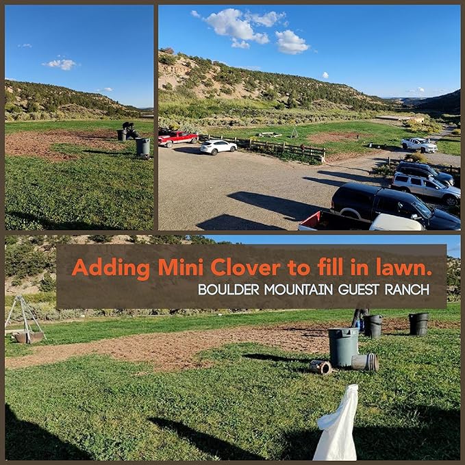 Micro Clover Seed for Lawn - 1 Lb - ~400,000 Microclover Seeds for Planting - Drought-Tolerant Mini Grass Alternative by Mountain Valley Seed Company