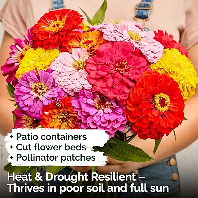 KVITER 550 California Giant Zinnia Seeds for 2025 (Zinnia Elegans) – Heirloom & Non GMO Double Blooms, Pollinator Magnet – Ideal Flower Seeds for Planting in Garden, Containers, Cutting Beds