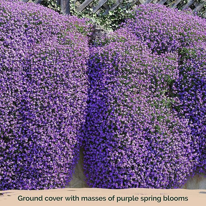 KVITER 1,000 Purple Rock Cress Seeds Perennial (Aubrieta deltoidea) - Aubrieta Seed, Lilacbush, Non-GMO & Organic Ground Cover Seed - Ideal Flower Seeds for Planting in Beds, Rock Garden & Walls